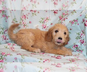 Goldendoodle Dog for Adoption in BLOOMINGTON, Indiana USA