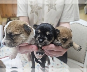 Chorkie Puppy for Sale in DECATUR, Alabama USA