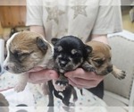 Small Chorkie
