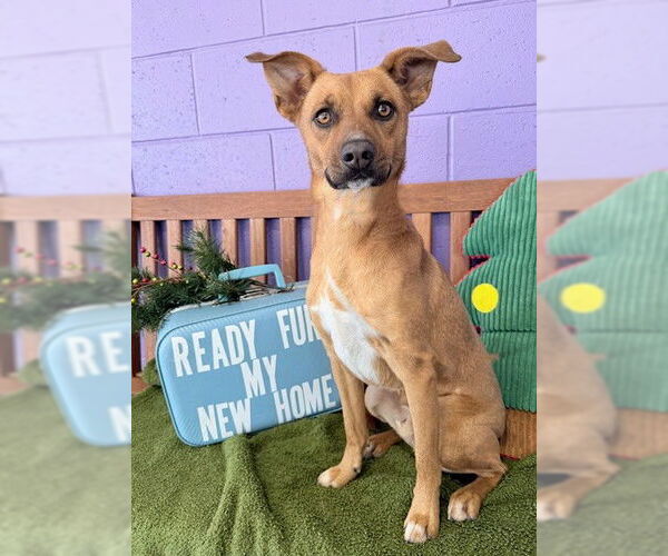 Medium Photo #2 Black Mouth Cur-Unknown Mix Puppy For Sale in Genesee, WI, USA