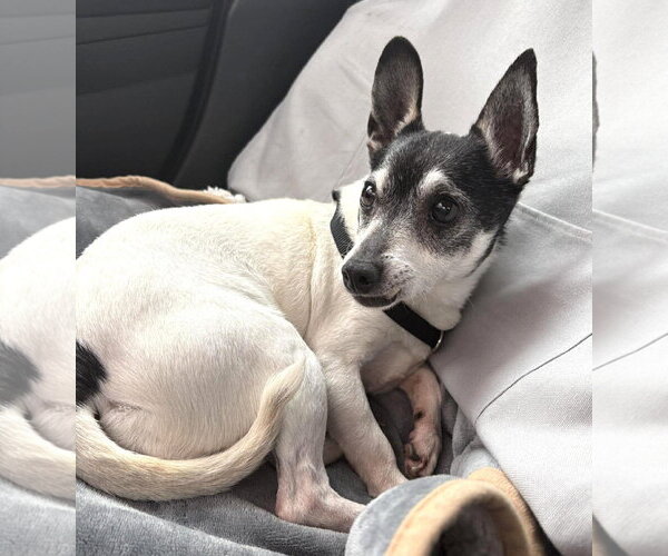 Medium Photo #11 Chihuahua-Unknown Mix Puppy For Sale in Boonton, NJ, USA