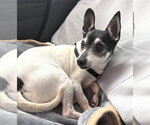 Small #10 Chihuahua Mix