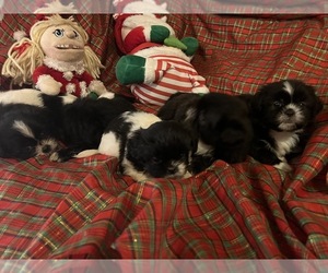 Shih Tzu Puppy for sale in GULFPORT, MS, USA