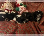 Small Photo #1 Shih Tzu Puppy For Sale in GULFPORT, MS, USA