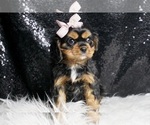 Small #4 Cavalier King Charles Spaniel