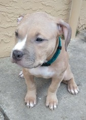 american staffordshire terrier champagne
