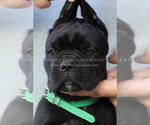 Small Photo #3 Cane Corso Puppy For Sale in MARENGO, IL, USA