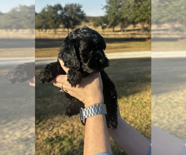 Medium Photo #4 Cock-A-Poo Puppy For Sale in STEPHENVILLE, TX, USA