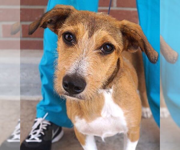 Medium Photo #3 Dachshund-Unknown Mix Puppy For Sale in Carrollton, TX, USA