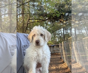 Labradoodle Puppy for sale in CHOCOWINITY, NC, USA