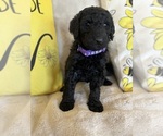 Small #13 Goldendoodle