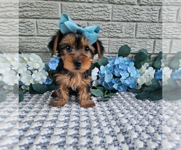Medium Photo #1 Yorkshire Terrier Puppy For Sale in INDIANAPOLIS, IN, USA