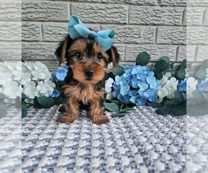 Yorkshire Terrier Puppy for sale in INDIANAPOLIS, IN, USA