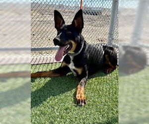 Australian Kelpie-Unknown Mix Dogs for adoption in Lathrop, CA, USA