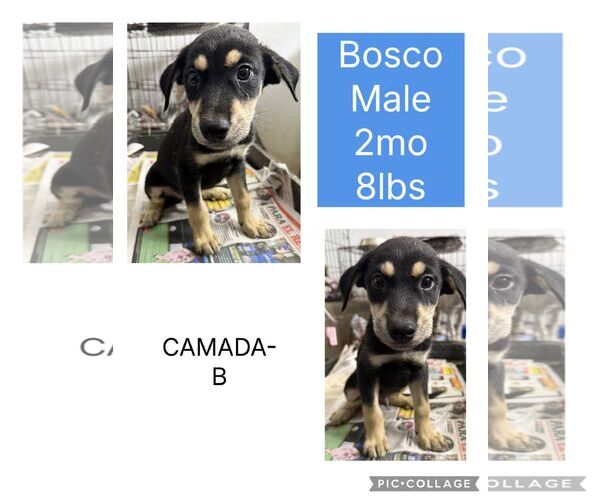 Medium Photo #1 Australian Kelpie-Unknown Mix Puppy For Sale in Virginia Beach, VA, USA