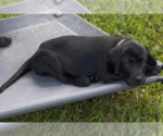 Puppy Blossom Labrador Retriever