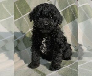 Poodle (Miniature) Puppy for sale in FORT PLAIN, NY, USA