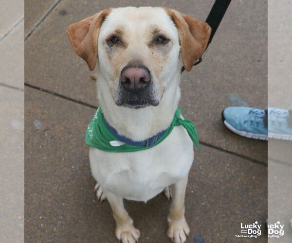 Medium Photo #4 Labrador Retriever-Unknown Mix Puppy For Sale in Washington, DC, USA