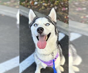 Siberian Husky Dogs for adoption in Matawan, NJ, USA