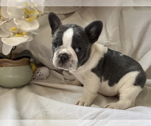 Medium Photo #7 French Bulldog Puppy For Sale in SAINT CLAIR, MI, USA