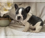 Small Photo #7 French Bulldog Puppy For Sale in SAINT CLAIR, MI, USA