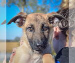 Small #1 German Shepherd Dog Mix