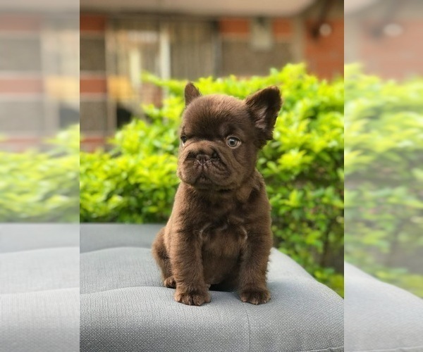 Medium Photo #4 French Bulldog Puppy For Sale in SAN DIEGO, CA, USA