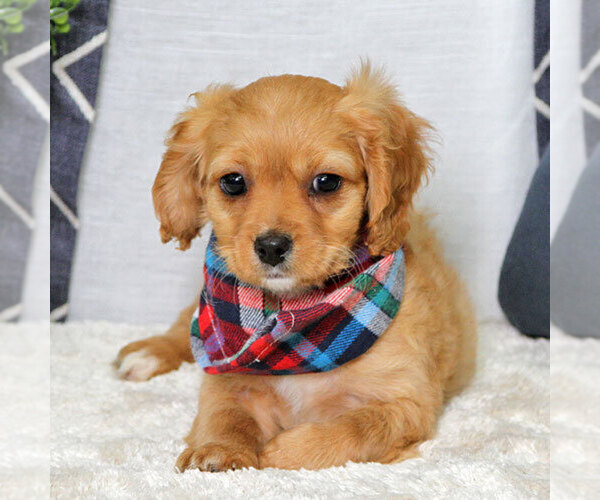 Medium Photo #1 Cavapoo Puppy For Sale in CARMEL, IN, USA