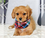 Small Photo #1 Cavapoo Puppy For Sale in CARMEL, IN, USA