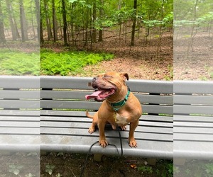 McLovin - Male American Bulldog-Unknown Mix Dog for Adoption - Photo #29