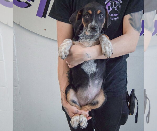 Medium Photo #2 Beagle-Unknown Mix Puppy For Sale in Huntley, IL, USA