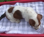 Small #1 Basset Hound