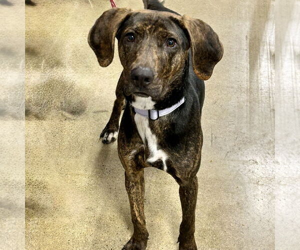 Medium Photo #2 Beagle-Plott Hound Mix Puppy For Sale in Batavia, OH, USA