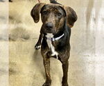 Small Photo #2 Beagle-Plott Hound Mix Puppy For Sale in Batavia, OH, USA