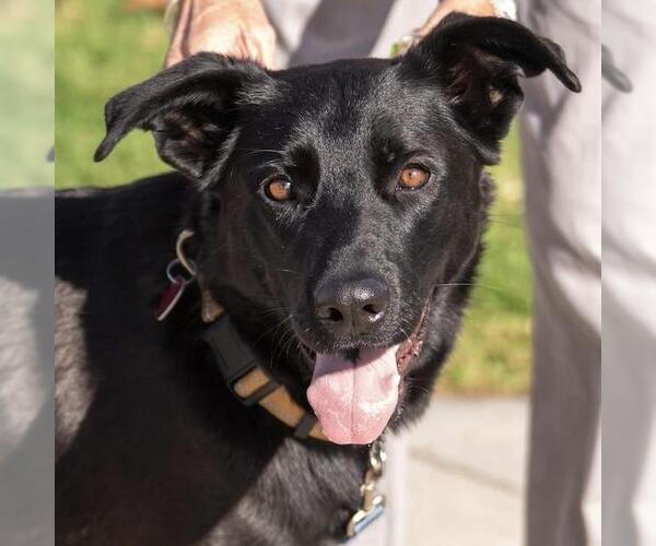 Medium Photo #13 Labrador Retriever-Unknown Mix Puppy For Sale in San Diego, CA, USA