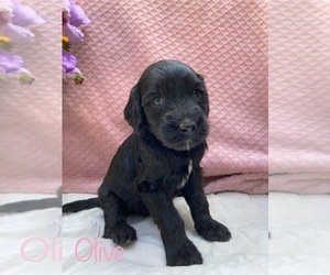 Goldendoodle Puppy for sale in CAPON BRIDGE, WV, USA