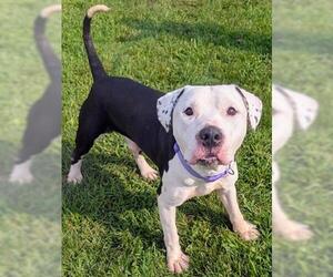 Mutt Dogs for adoption in Akron, OH, USA