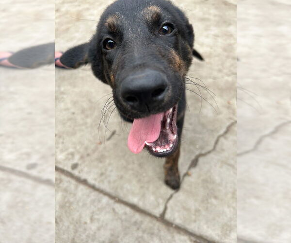 Medium Photo #7 German Shepherd Dog-Pointer Mix Puppy For Sale in Dana Point, CA, USA