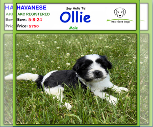 Havanese Puppy for Sale in ALBION, Indiana USA