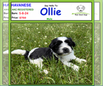Image preview for Ad Listing. Nickname: Ollie