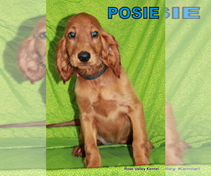 Irish Setter Puppy for sale in EXCELSIOR SPRINGS, MO, USA