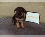 Small #1 German Shepherd Dog