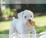 Small #7 Boxer