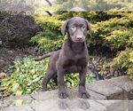 Small Photo #1 Labrador Retriever Puppy For Sale in SUGARCREEK, OH, USA