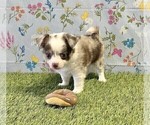Small #7 Chihuahua