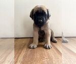 Small #10 Mastiff