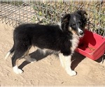 Small #28 Shetland Sheepdog