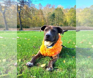 Zable - Male American Pit Bull Terrier-Unknown Mix Dog for Adoption - Photo #3