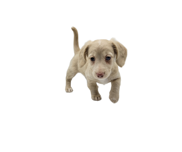 Medium Photo #12 Dachshund Puppy For Sale in BALLWIN, MO, USA