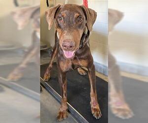 Doberman Pinscher Dogs for adoption in Camarillo, CA, USA
